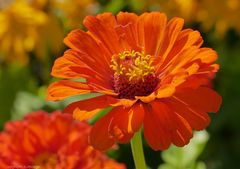 Eine Sommerblume in orange.....
