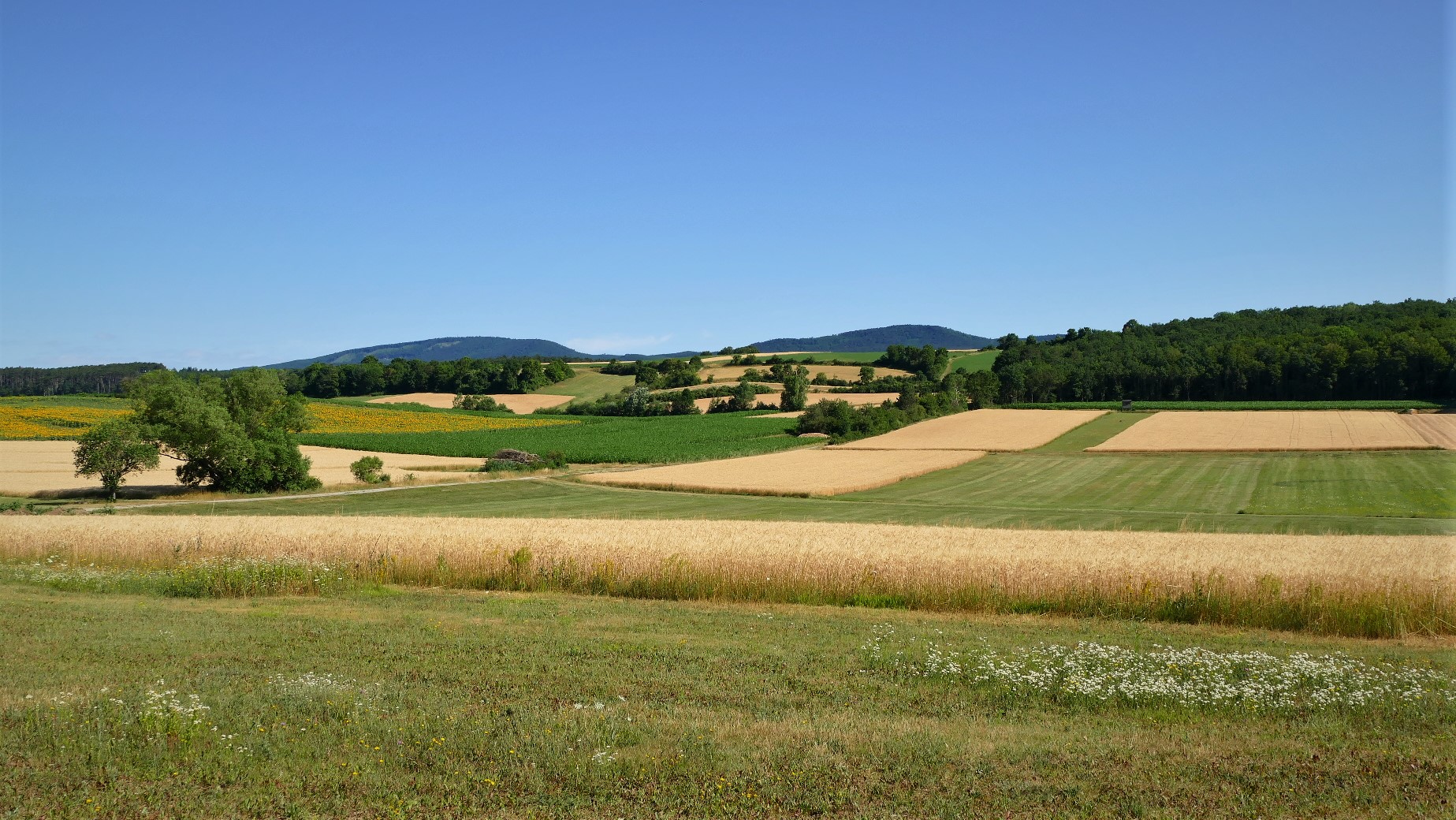 Eine Sommerlandschaft