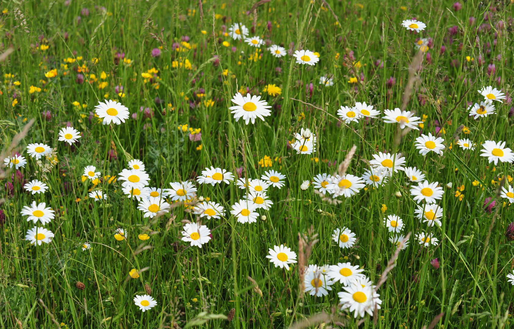 Eine Sommerwiese!