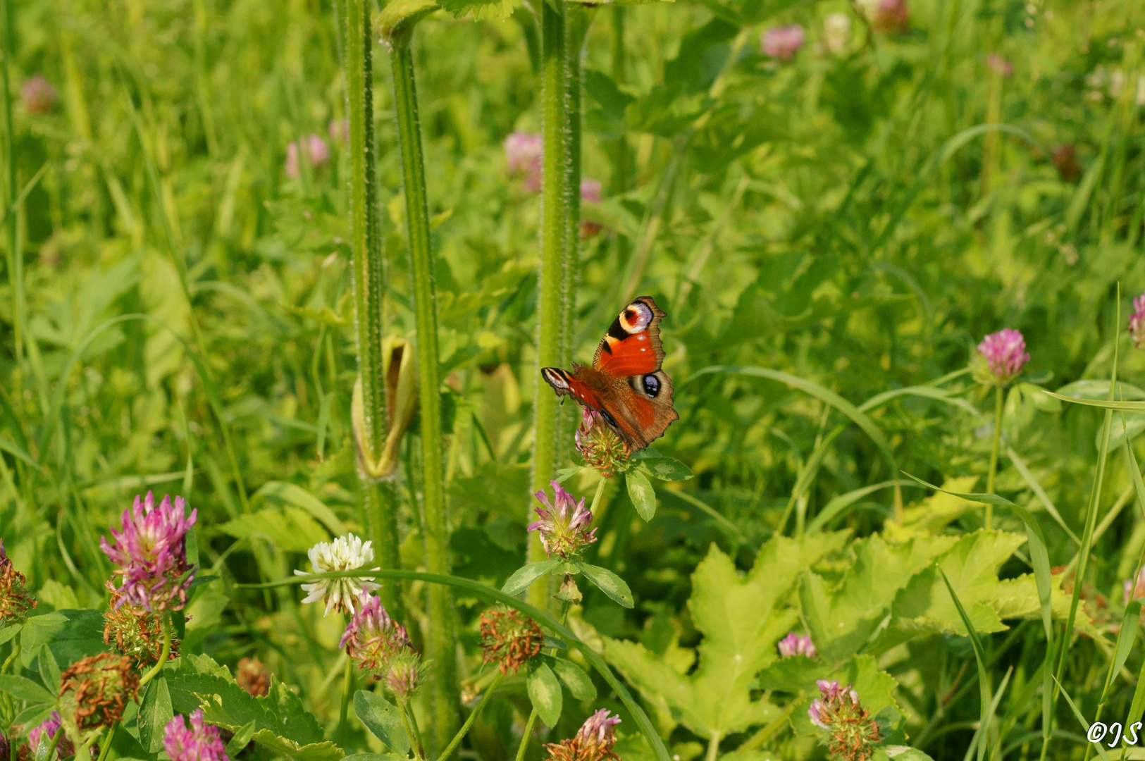 EINE SOMMERWIESE