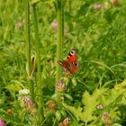 EINE SOMMERWIESE