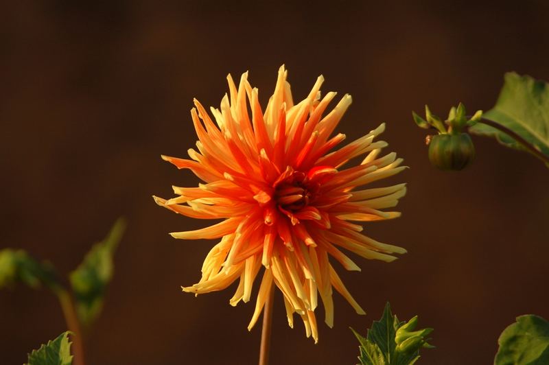 Eine Sonne im Garten