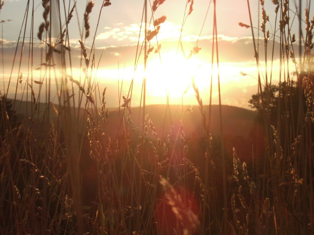 Eine Sonne im Kornfeld