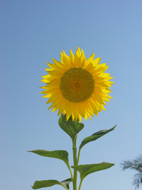 Eine Sonne in Ägypten