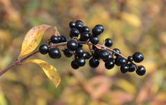 Eine Sonne in vielen Beeren