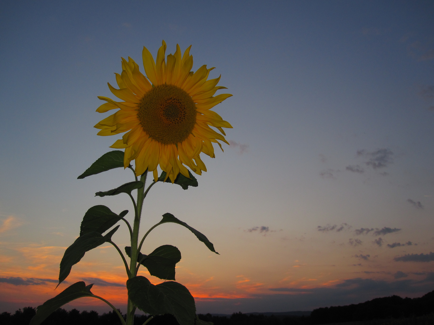 Eine Sonne ist noch da