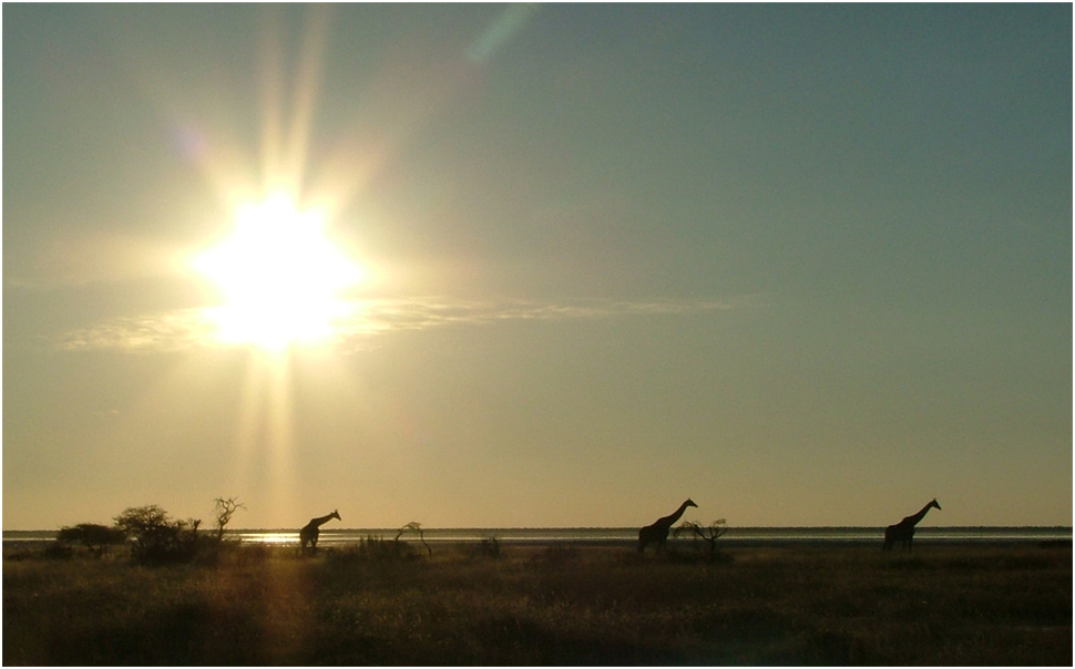 eine Sonne und drei Giraffen