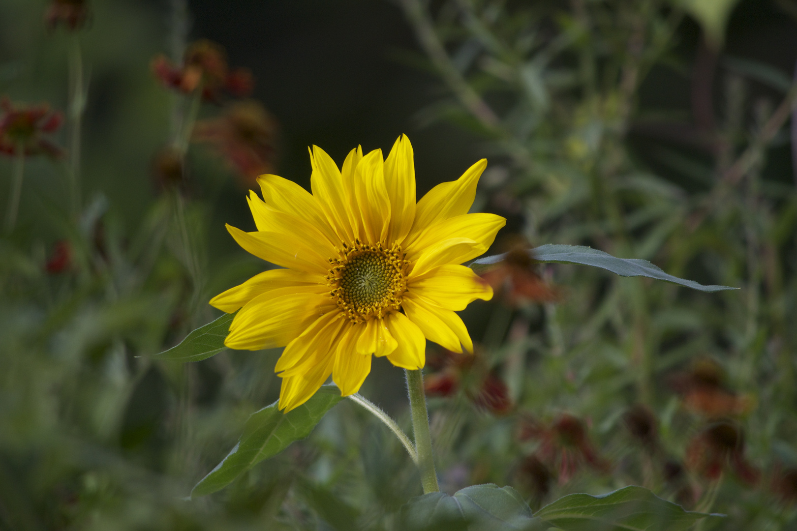 eine Sonne zum Herbstbeginn