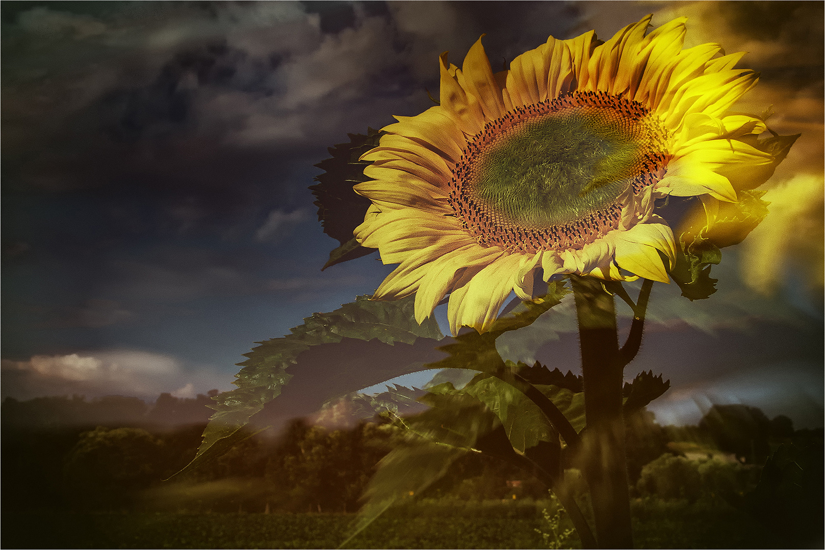 Eine Sonnenblume