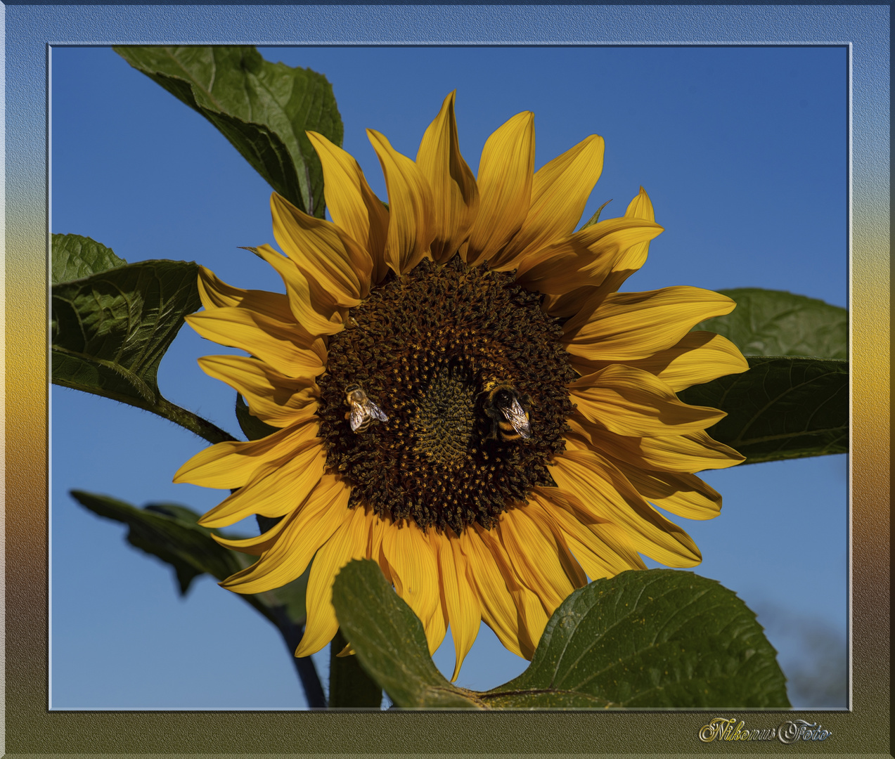  eine Sonnenblume