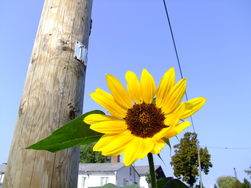 Eine Sonnenblume