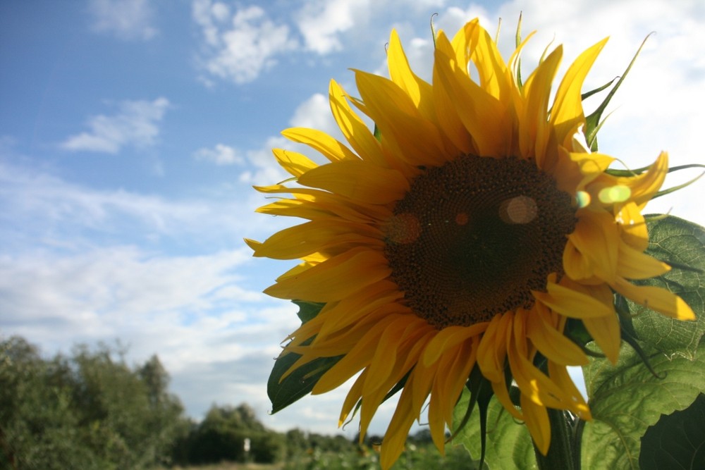 Eine Sonnenblume...