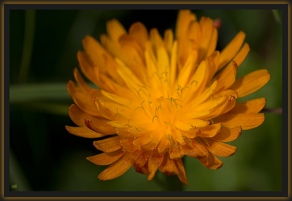 Eine "Sonnenblume"