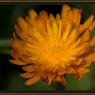 Eine "Sonnenblume"
