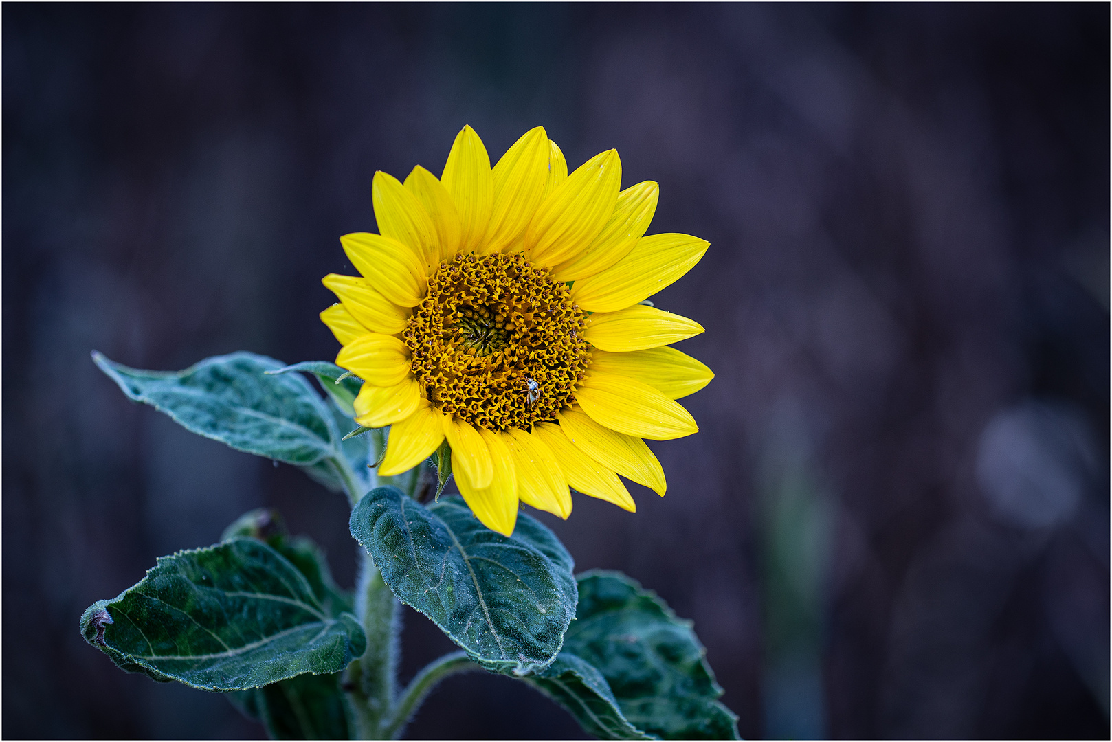 Eine Sonnenblume