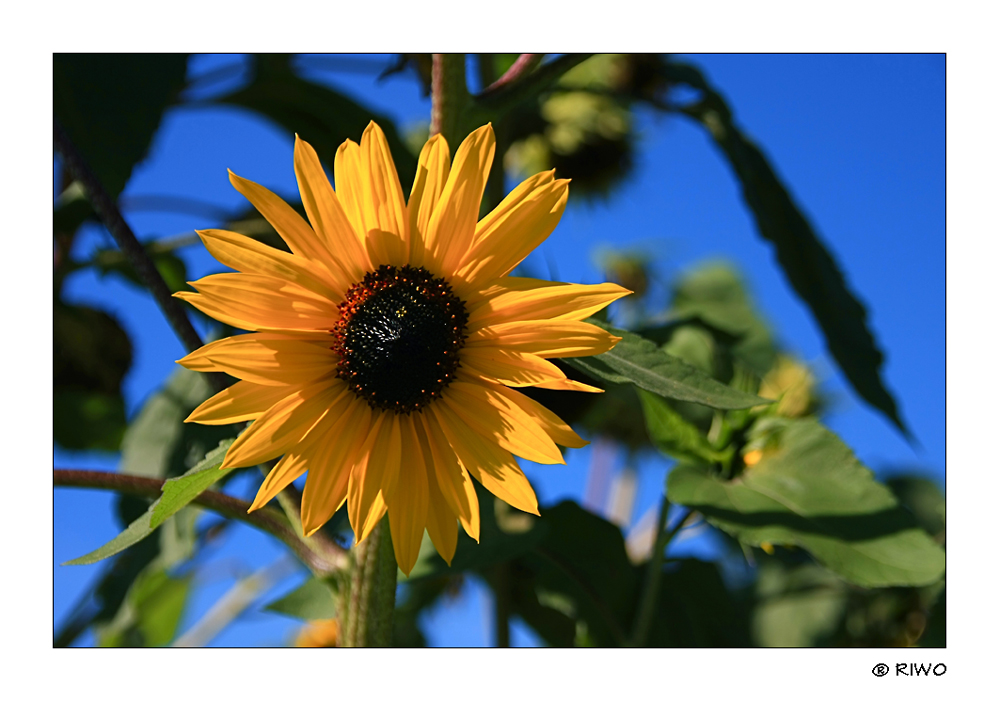 eine Sonnenblume aus unserem Garten..........