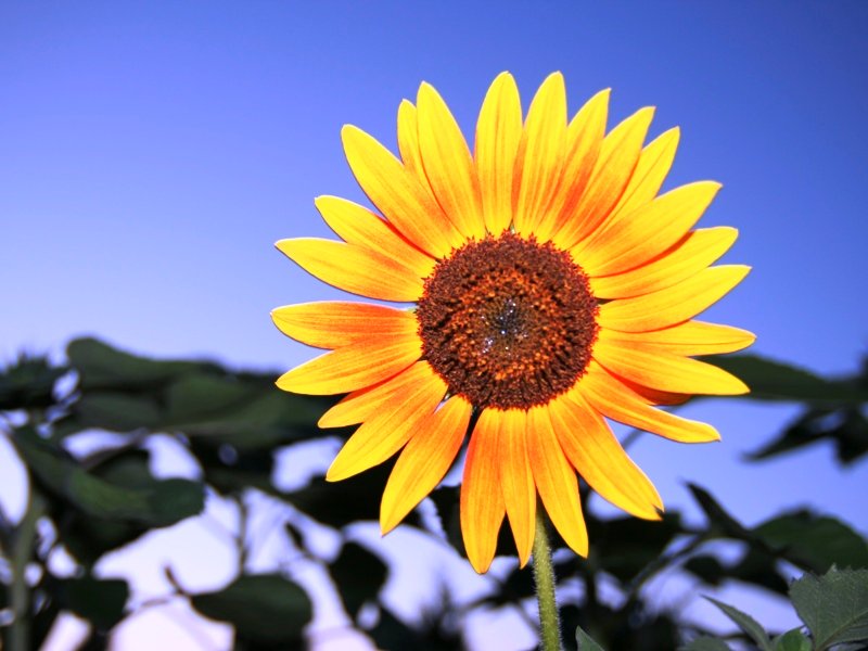 eine Sonnenblume eben