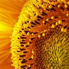 Eine Sonnenblume, ein zu beliebtes Motiv :-)