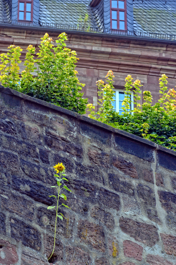 Eine Sonnenblume fand ihren Platz in der Mauer am Berg