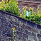 Eine Sonnenblume fand ihren Platz in der Mauer am Berg