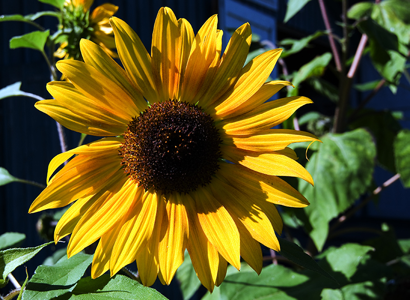 Eine Sonnenblume...