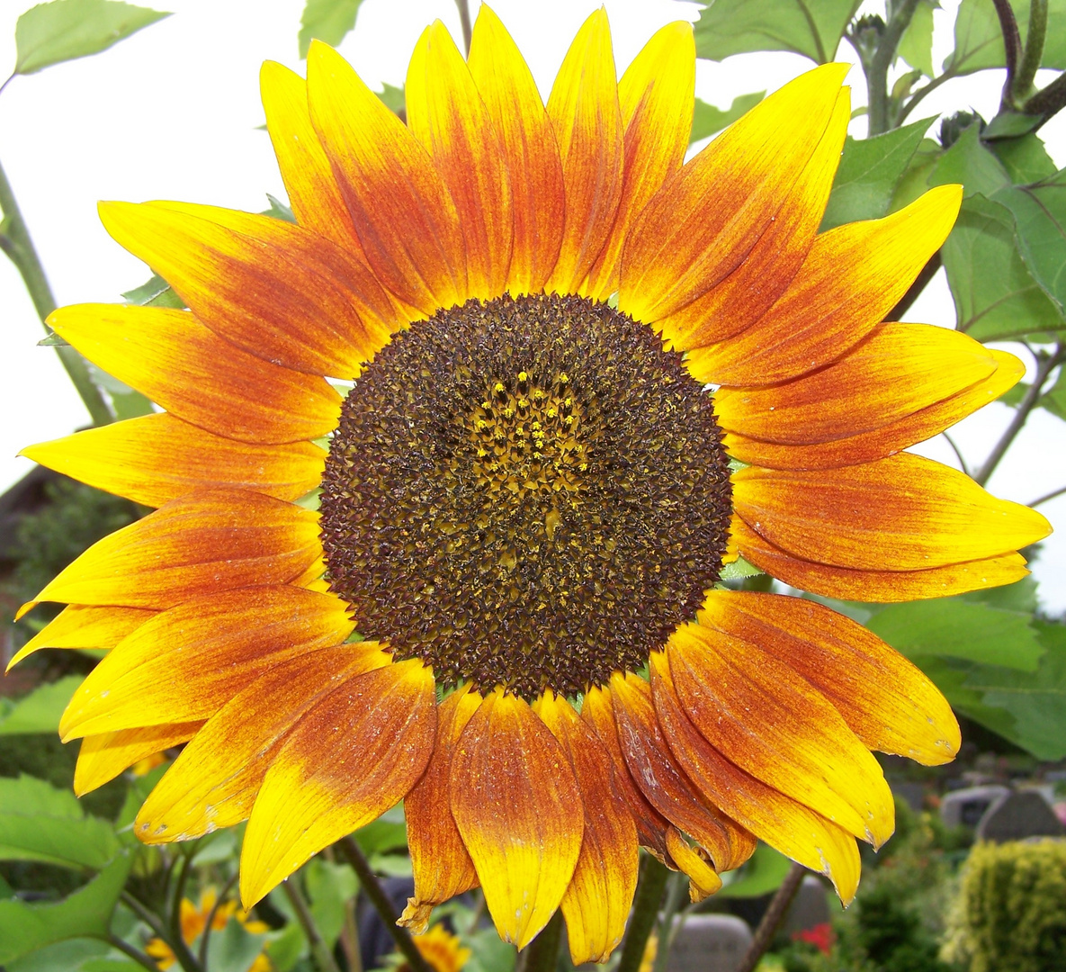 Eine Sonnenblume für Euch