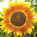 Eine Sonnenblume für Euch