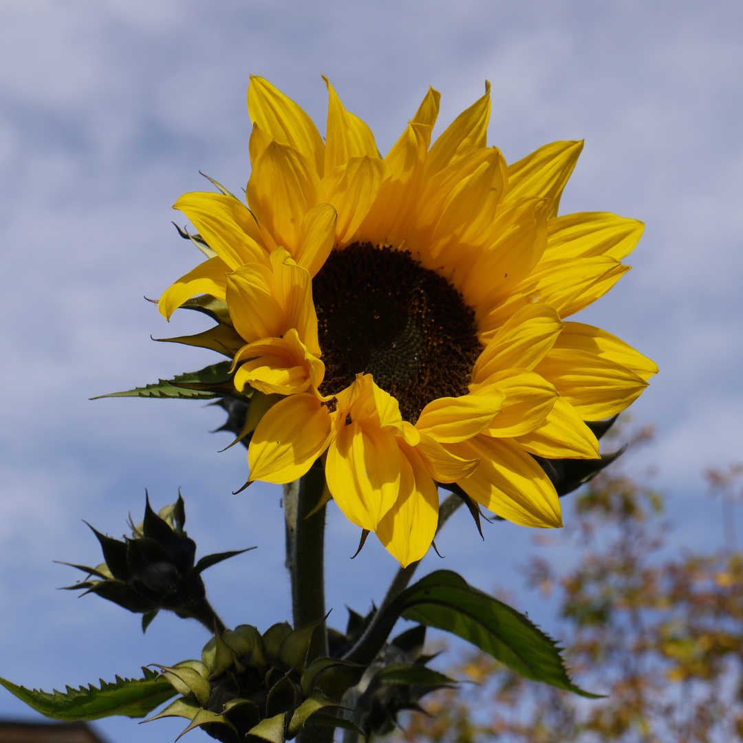 Eine Sonnenblume im Oktober