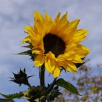 Eine Sonnenblume im Oktober