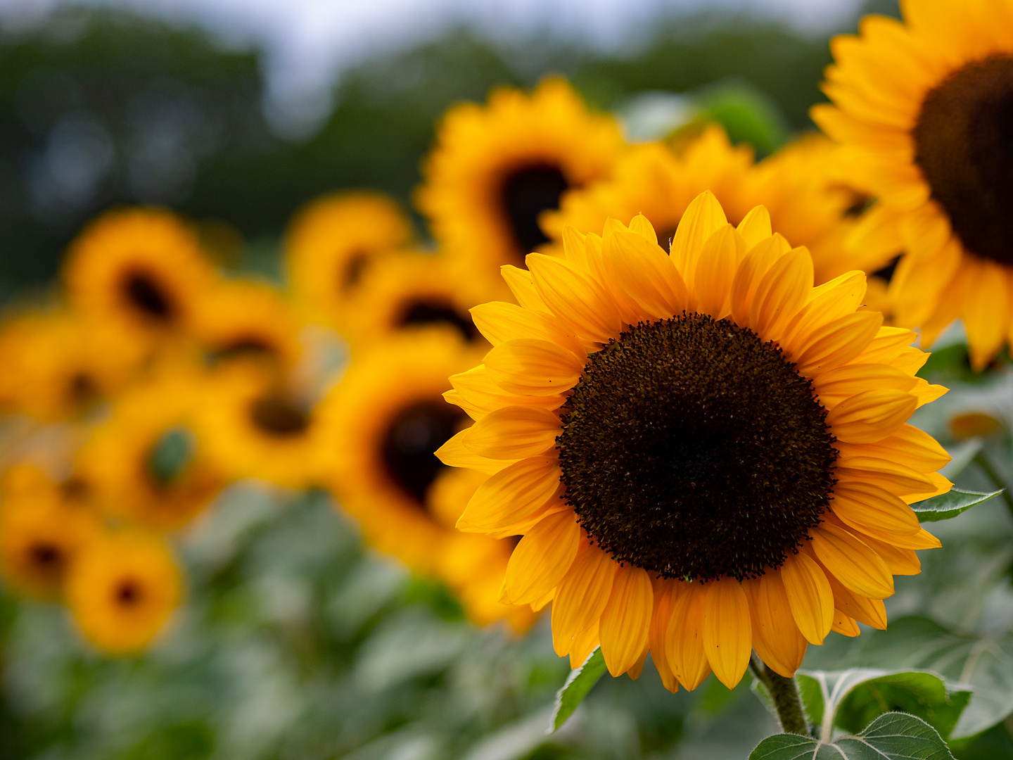 Eine Sonnenblume kommt selten allein