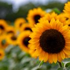 Eine Sonnenblume kommt selten allein