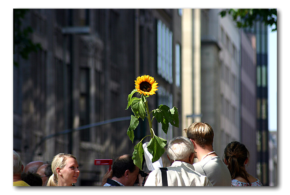 Eine Sonnenblume macht noch keinen Sommer