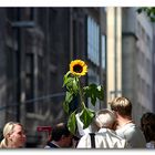 Eine Sonnenblume macht noch keinen Sommer