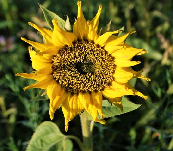 Eine Sonnenblume mitten im November 