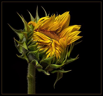 Eine Sonnenblume öffnet sich 