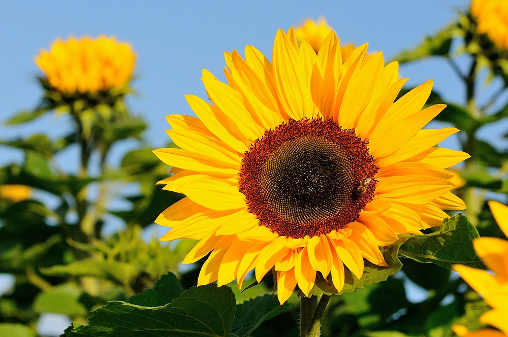 Eine Sonnenblume steht an unserem...