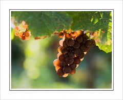 EINE "Sonnenseite" des Herbstes