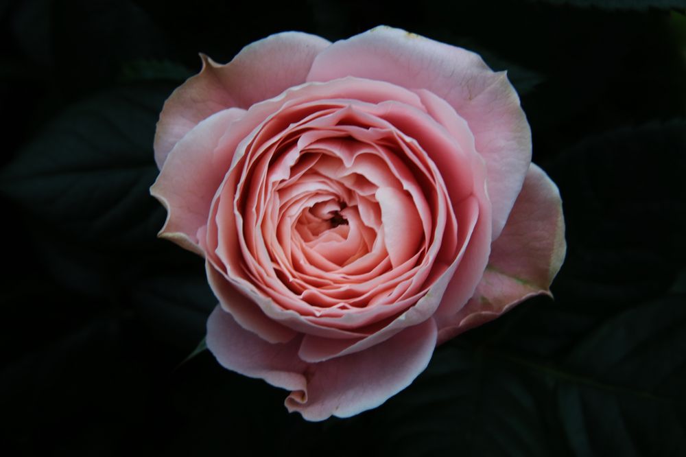 ...eine Sonntags(neu)rose...