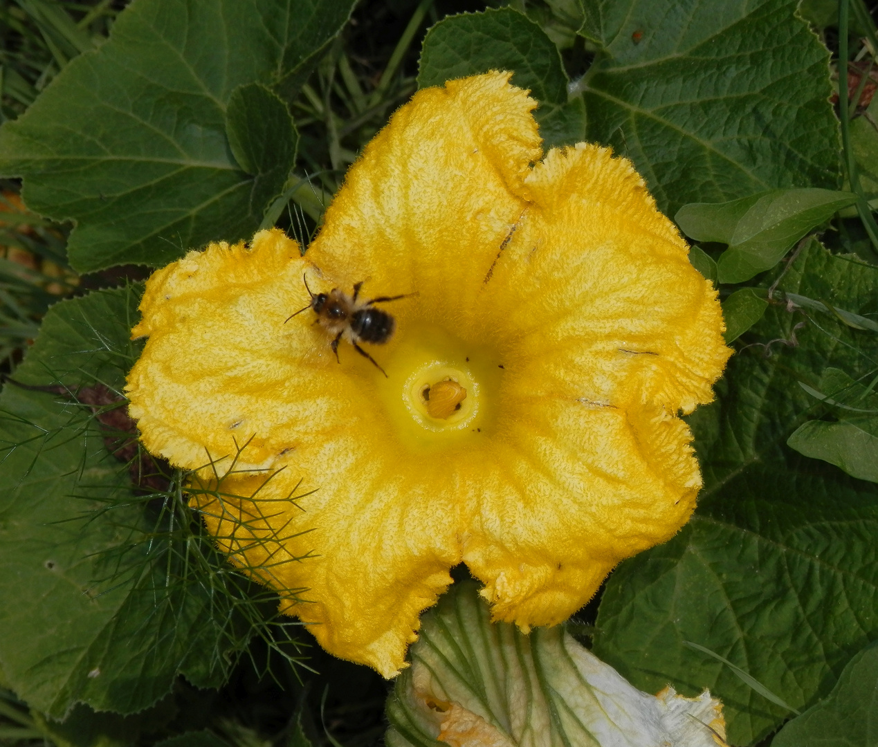 Eine späte Hokkaido-Kürbisblüte