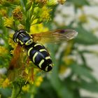 ~* Eine "späte Wespenschwebfliege" (Chrysotoxum arcuatum) *~