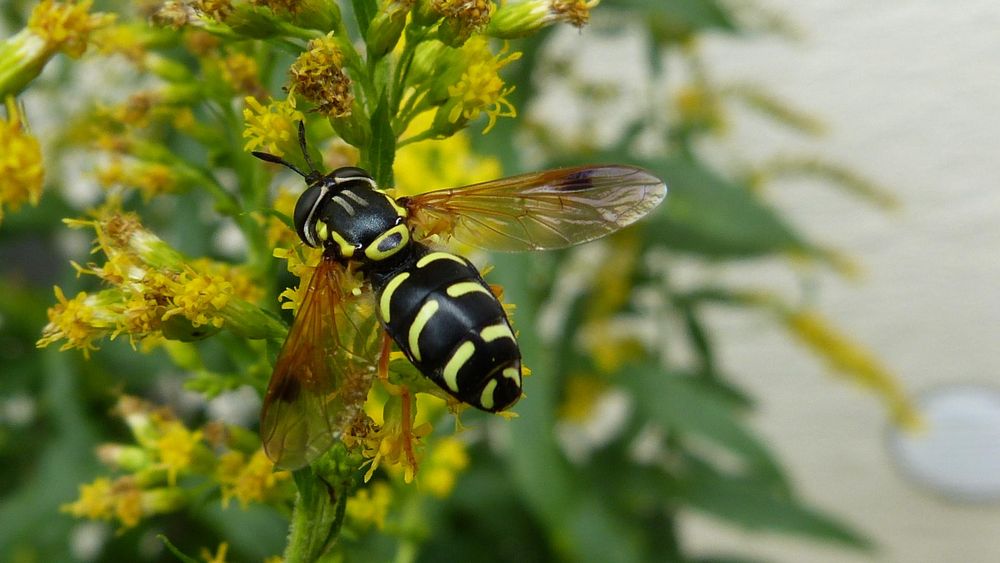 ~* Eine "späte Wespenschwebfliege" (Chrysotoxum arcuatum) *~