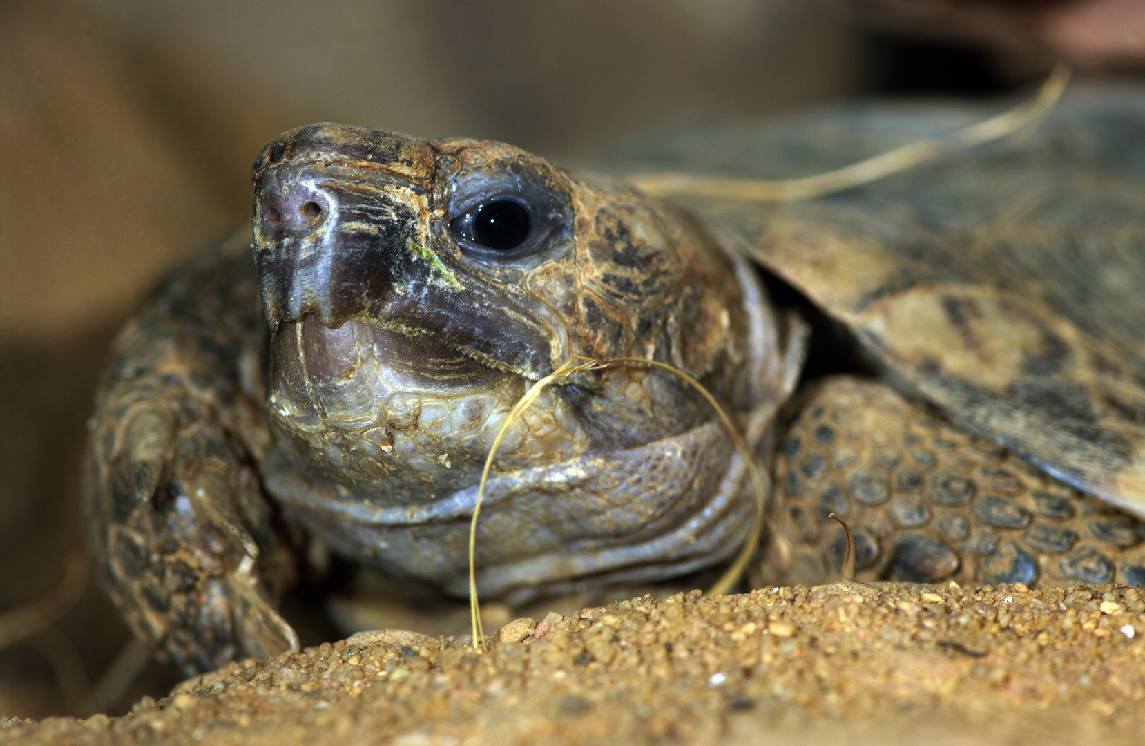 Eine Spaltenschildkröte