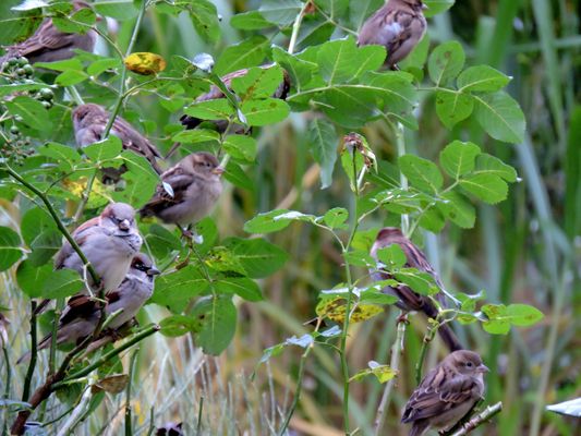 Eine Spatzenfamilie.