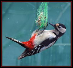 Eine Specht- Dame am Netz / Female Woodpecker at the Net