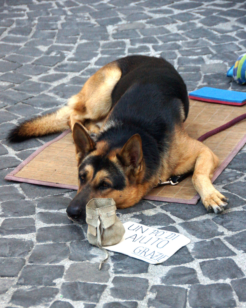 ...eine Spende für's Hundefutter bitte !