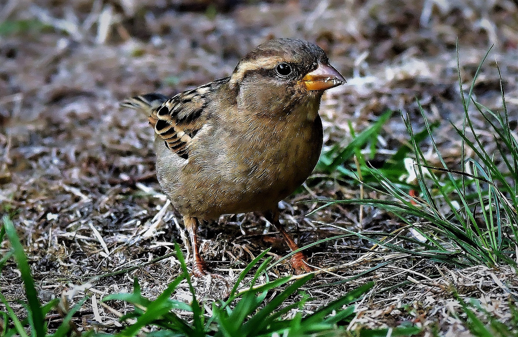 eine Sperlings-Dame...