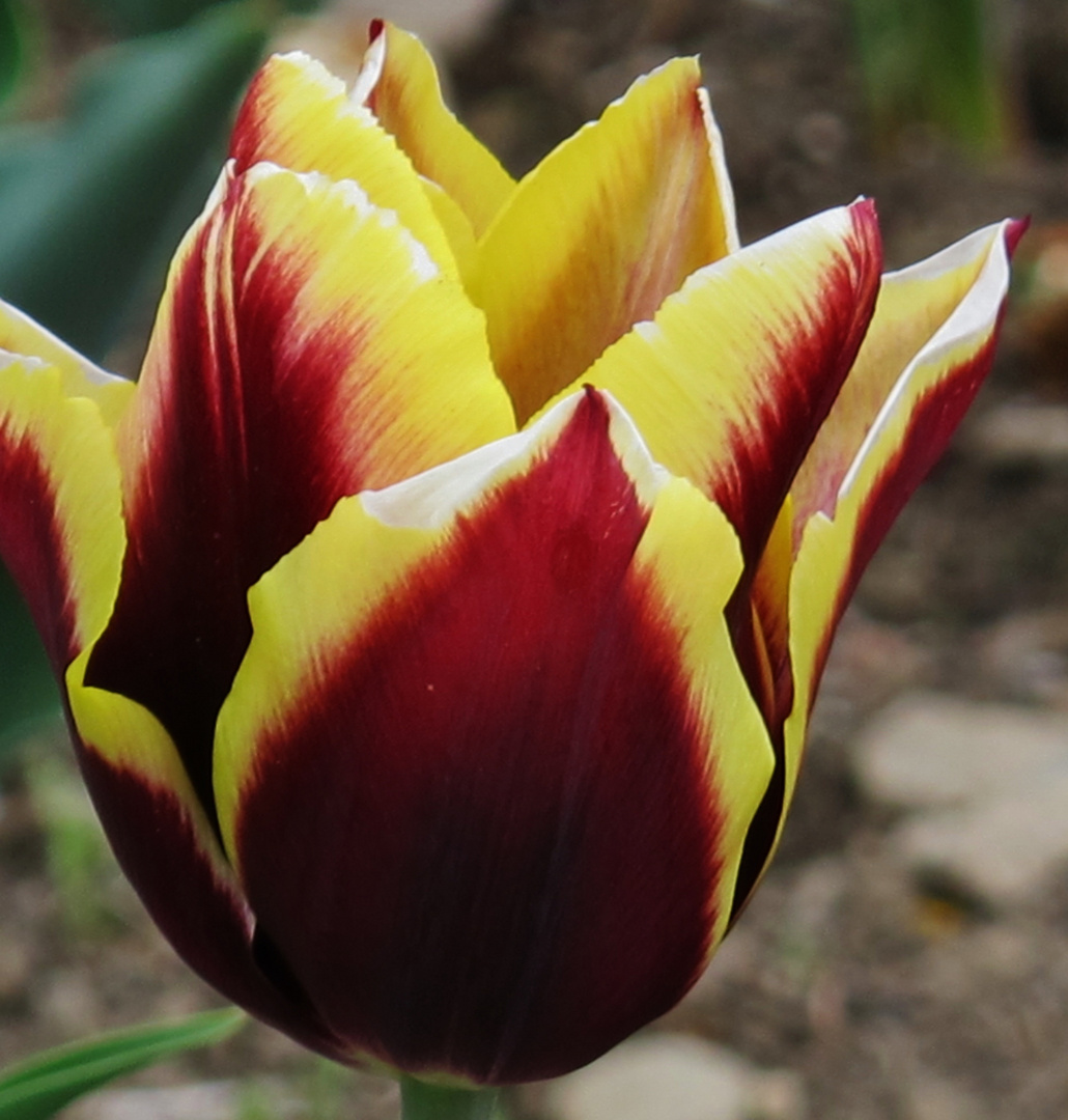 eine spezielle Tulpe