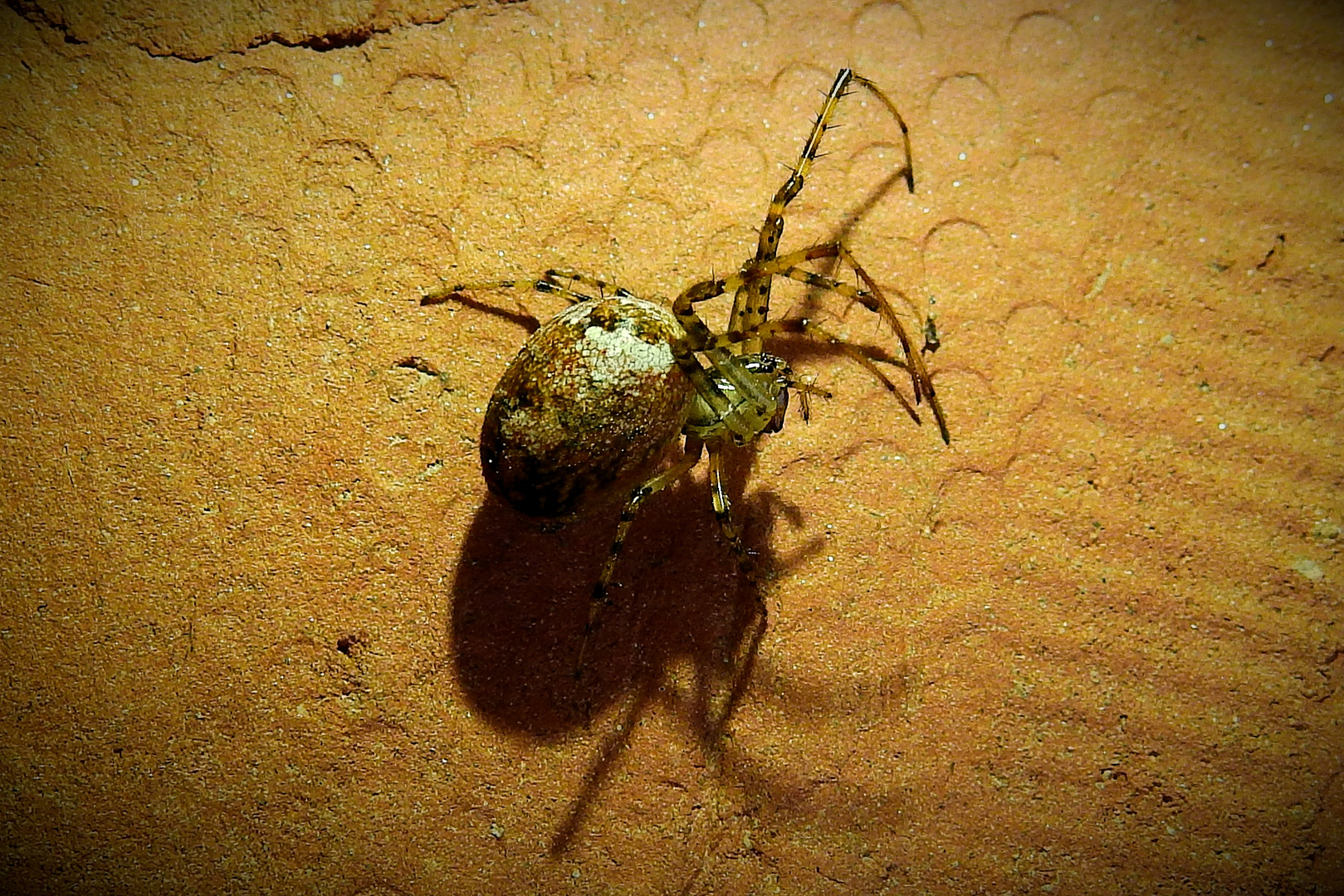 Eine Spinne