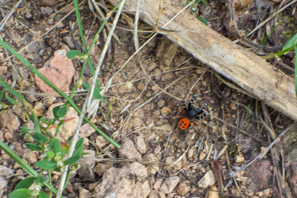 Eine Spinne...? Aber was für eine? Eine rote Röhrenspinne!