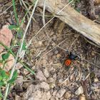 Eine Spinne...? Aber was für eine? Eine rote Röhrenspinne!